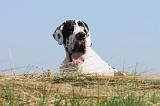 DOGUE ALLEMAND 097